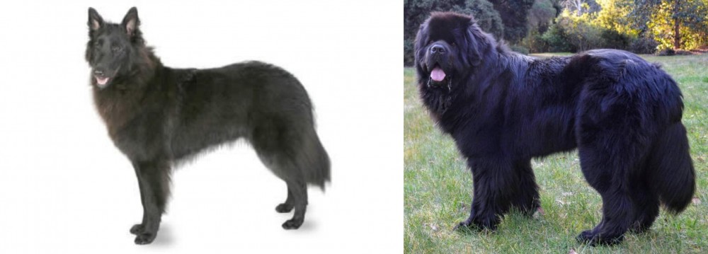 Newfoundland Dog vs Belgian Shepherd - Breed Comparison