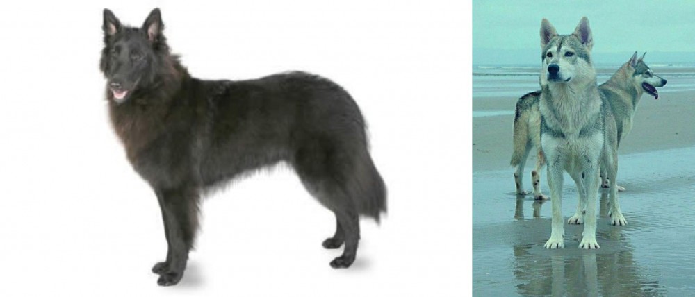 Northern Inuit Dog vs Belgian Shepherd - Breed Comparison