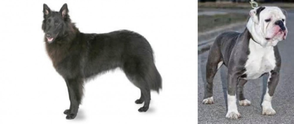 Old English Bulldog vs Belgian Shepherd - Breed Comparison