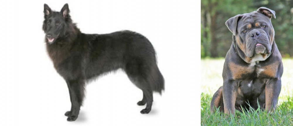 Olde English Bulldogge vs Belgian Shepherd - Breed Comparison