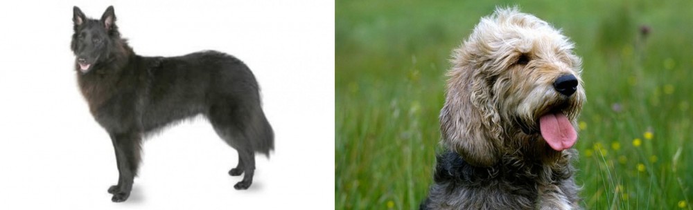 Otterhound vs Belgian Shepherd - Breed Comparison