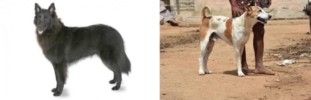 Pandikona vs Belgian Shepherd - Breed Comparison