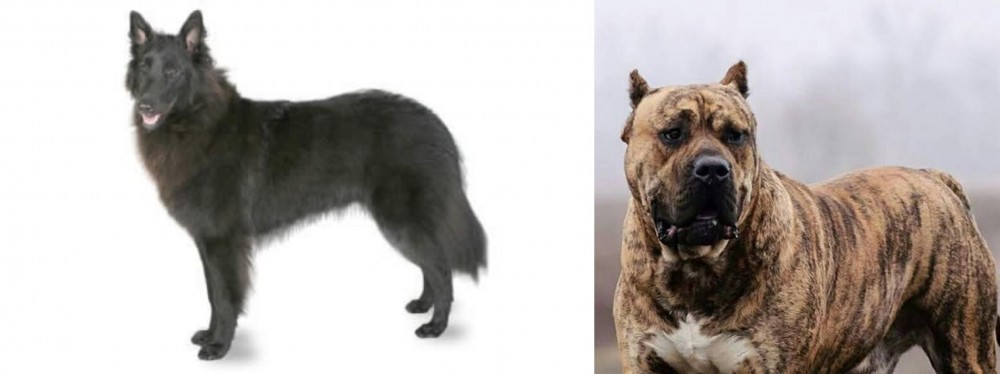 Perro de Presa Canario vs Belgian Shepherd - Breed Comparison