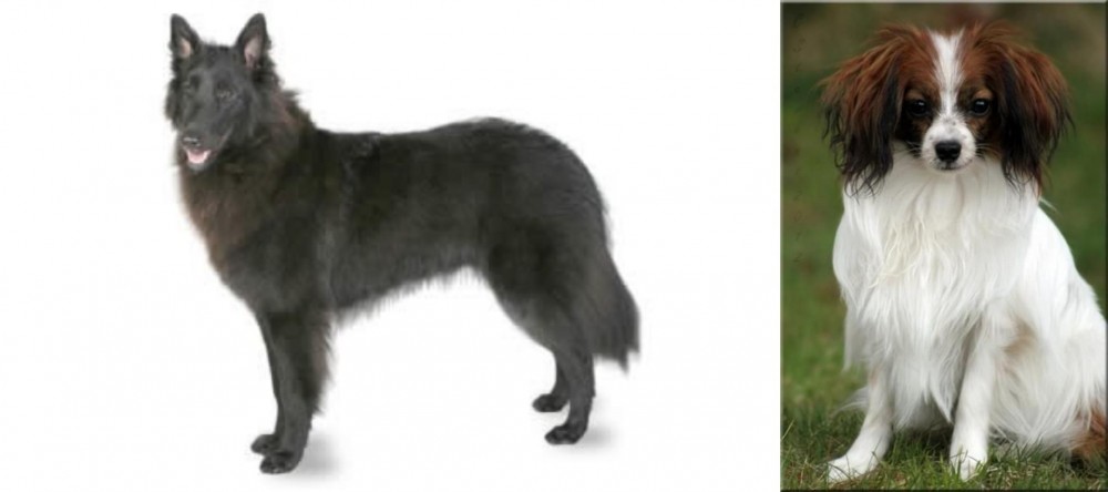 Phalene vs Belgian Shepherd - Breed Comparison