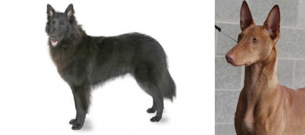 Pharaoh Hound vs Belgian Shepherd - Breed Comparison