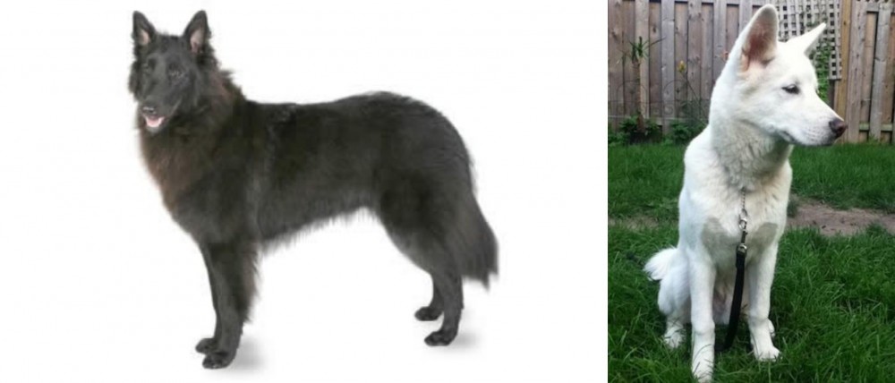 Phung San vs Belgian Shepherd - Breed Comparison