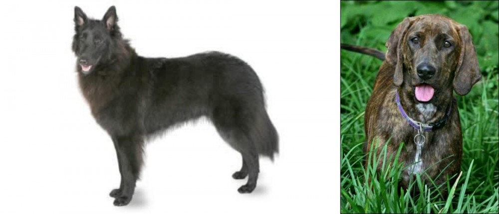 Plott Hound vs Belgian Shepherd - Breed Comparison