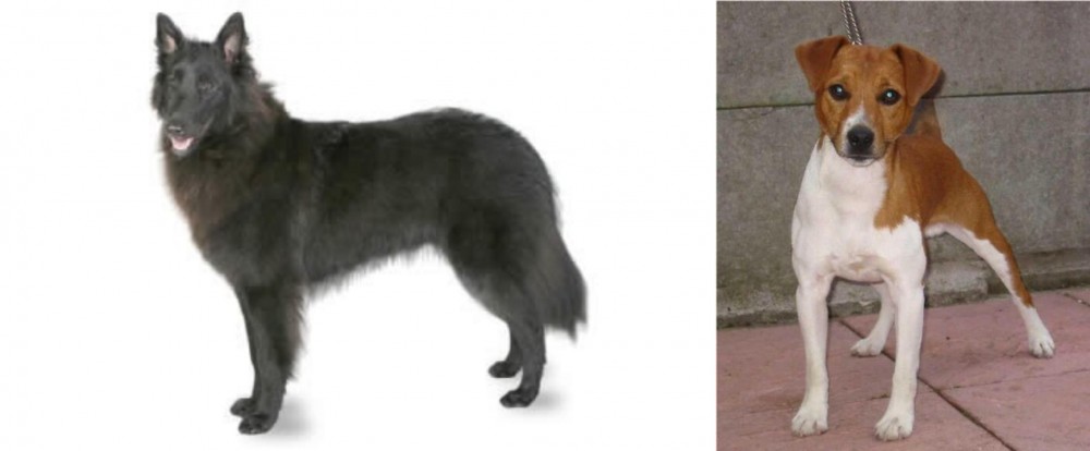 Plummer Terrier vs Belgian Shepherd - Breed Comparison