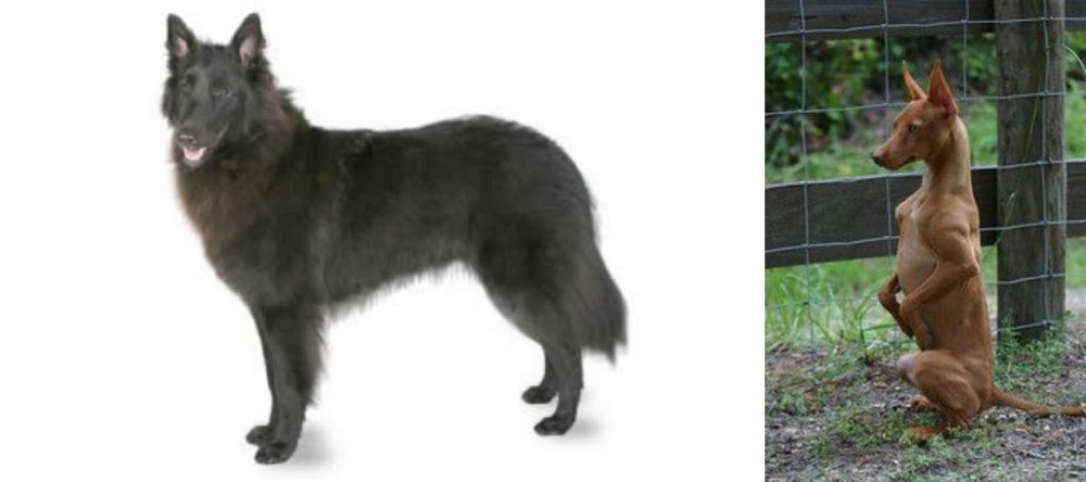 Podenco Andaluz vs Belgian Shepherd - Breed Comparison