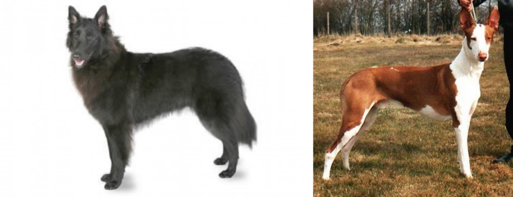 Podenco Canario vs Belgian Shepherd - Breed Comparison