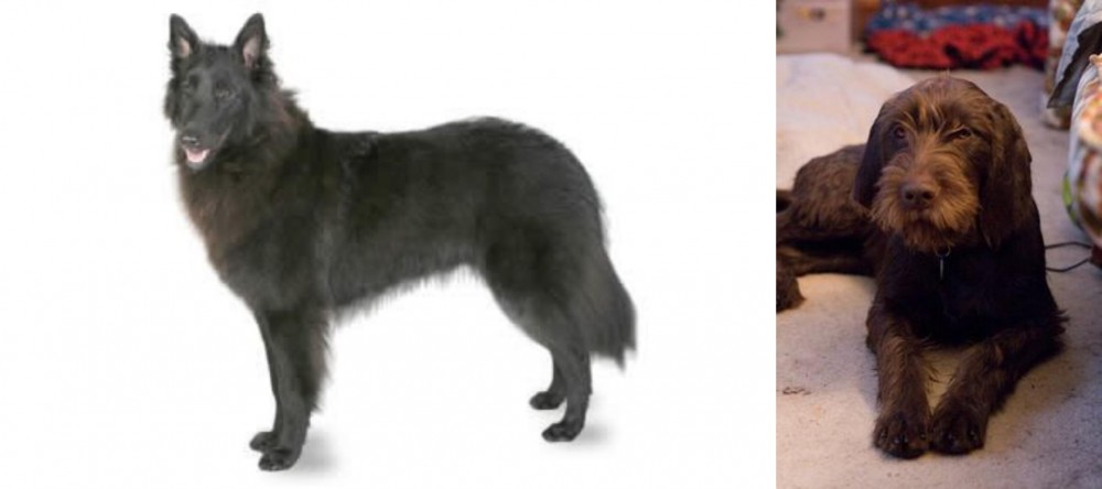 Pudelpointer vs Belgian Shepherd - Breed Comparison