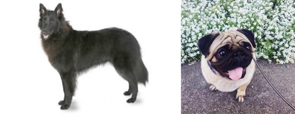 Pug vs Belgian Shepherd - Breed Comparison