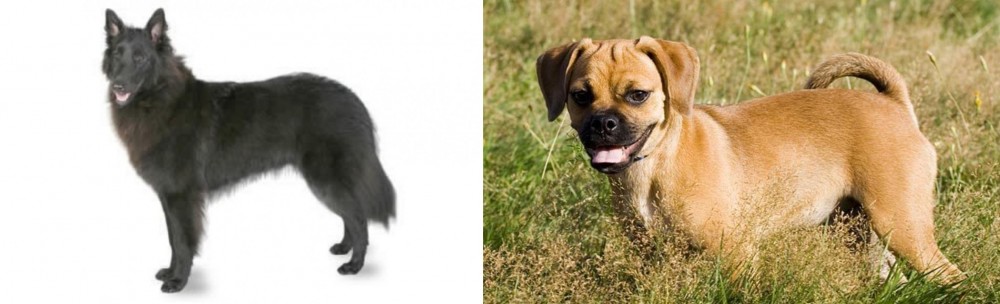 Puggle vs Belgian Shepherd - Breed Comparison