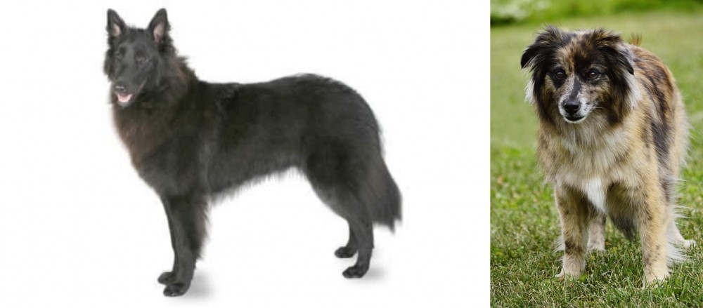 Pyrenean Shepherd vs Belgian Shepherd - Breed Comparison