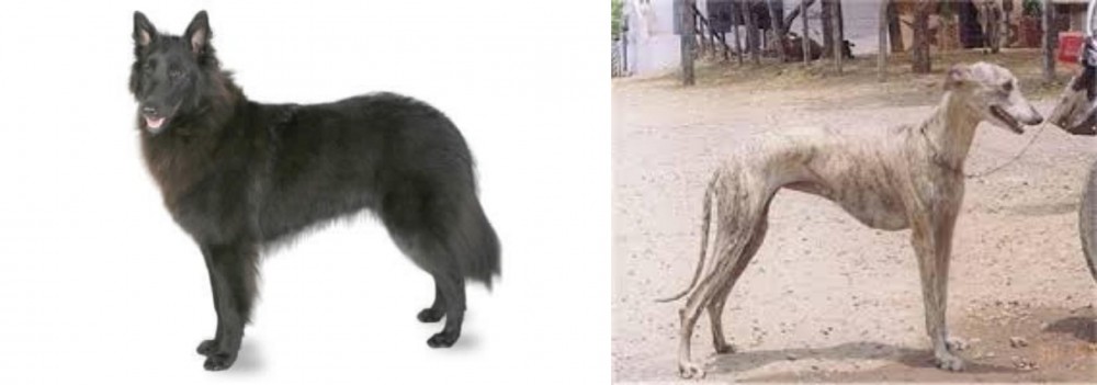 Rampur Greyhound vs Belgian Shepherd - Breed Comparison