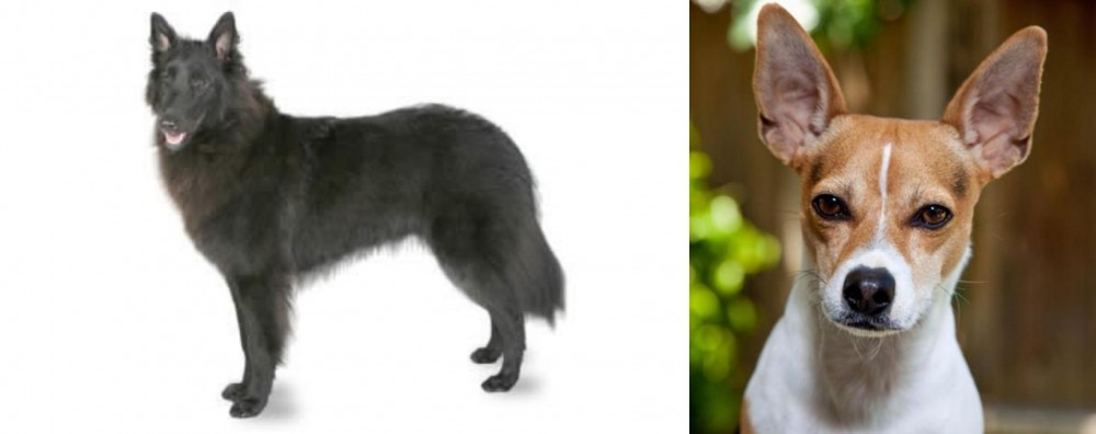 Rat Terrier vs Belgian Shepherd - Breed Comparison