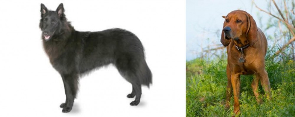 Redbone Coonhound vs Belgian Shepherd - Breed Comparison