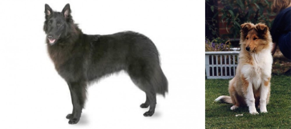 Rough Collie vs Belgian Shepherd - Breed Comparison