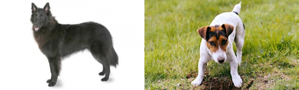 Russell Terrier vs Belgian Shepherd - Breed Comparison