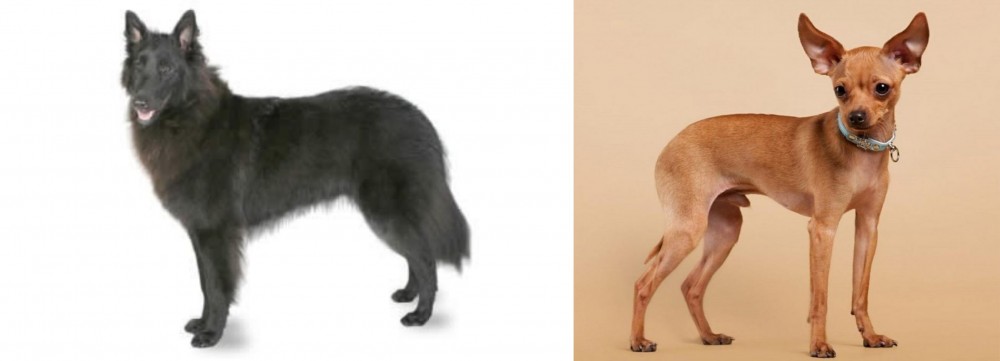 Russian Toy Terrier vs Belgian Shepherd - Breed Comparison