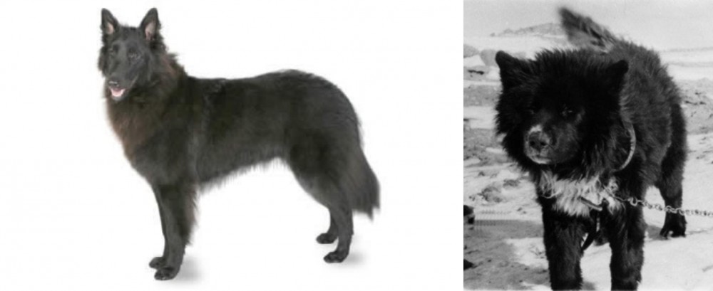 Sakhalin Husky vs Belgian Shepherd - Breed Comparison