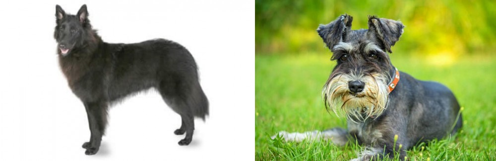 Schnauzer vs Belgian Shepherd - Breed Comparison