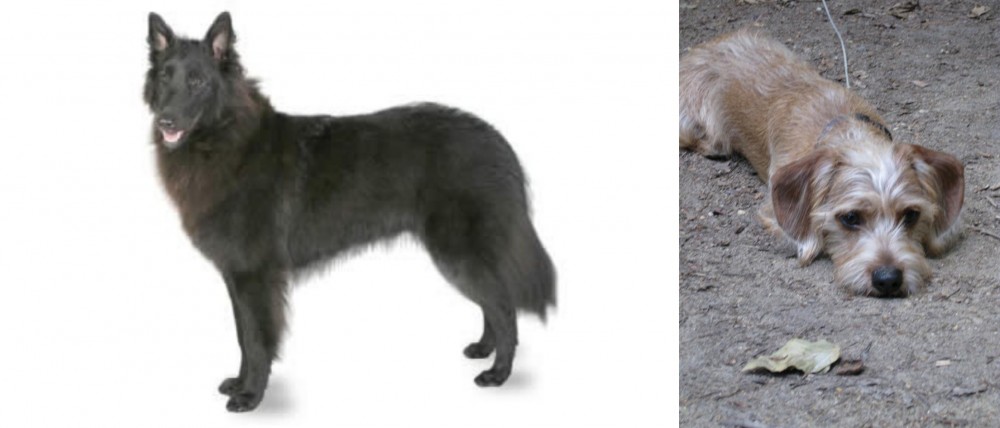 Schweenie vs Belgian Shepherd - Breed Comparison
