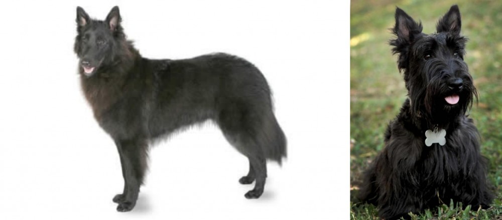 Scoland Terrier vs Belgian Shepherd - Breed Comparison