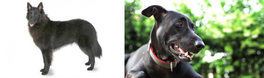 Shepard Labrador vs Belgian Shepherd - Breed Comparison