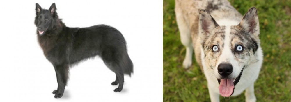 Shepherd Husky vs Belgian Shepherd - Breed Comparison