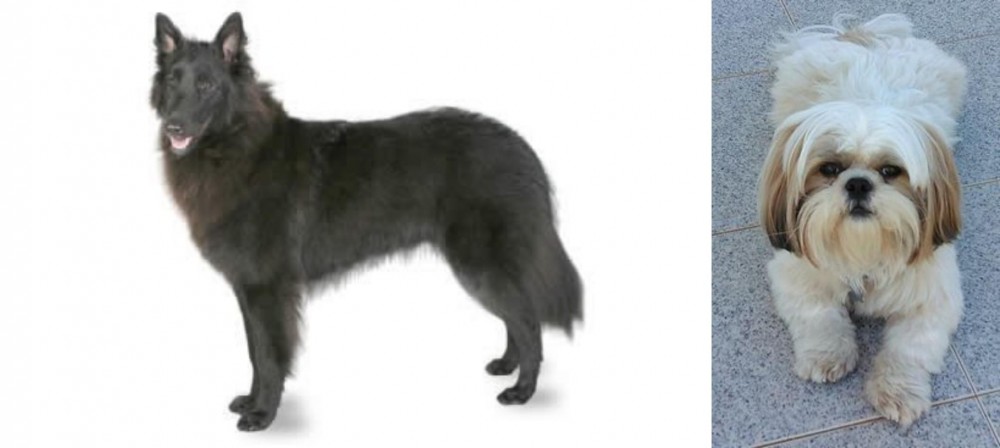 Shih Tzu vs Belgian Shepherd - Breed Comparison