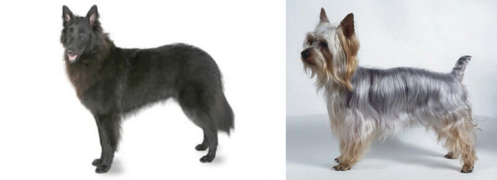 Silky Terrier vs Belgian Shepherd - Breed Comparison