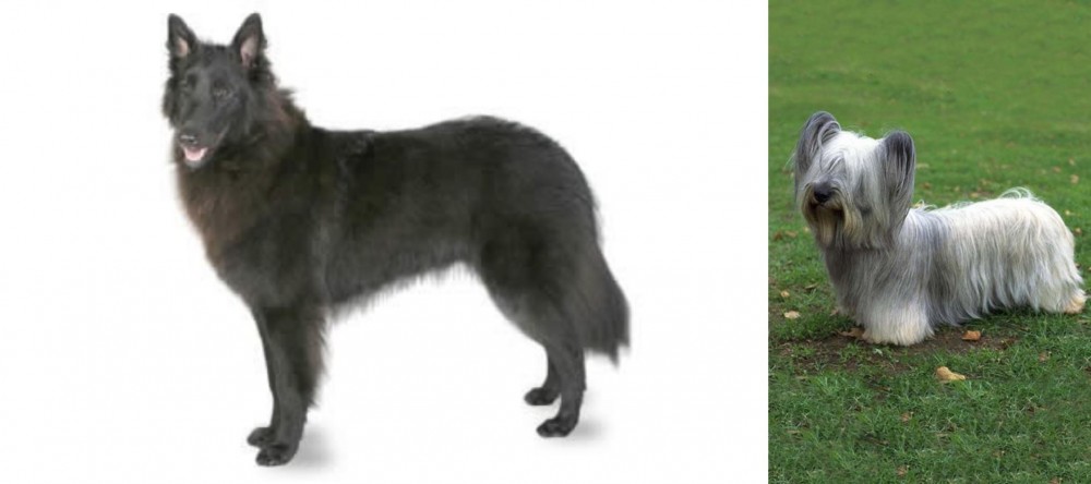 Skye Terrier vs Belgian Shepherd - Breed Comparison
