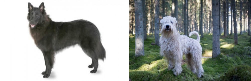 Soft-Coated Wheaten Terrier vs Belgian Shepherd - Breed Comparison
