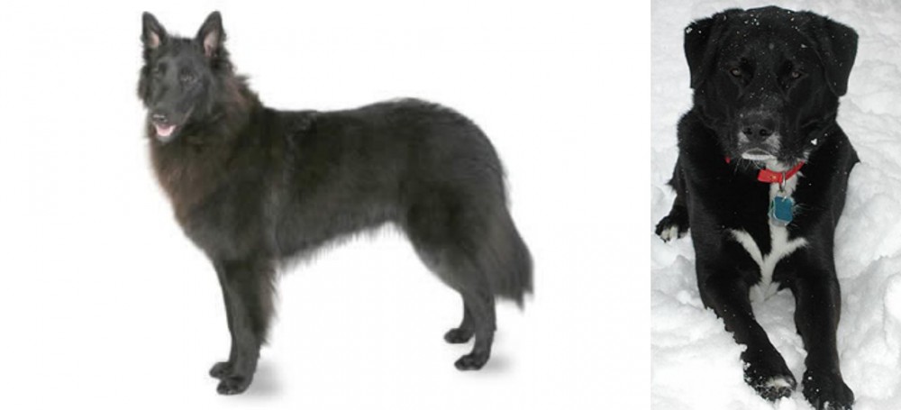St. John's Water Dog vs Belgian Shepherd - Breed Comparison