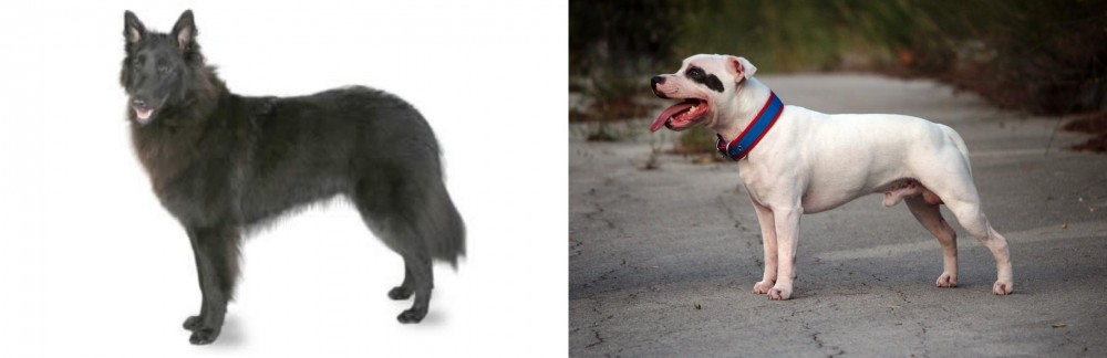 Staffordshire Bull Terrier vs Belgian Shepherd - Breed Comparison