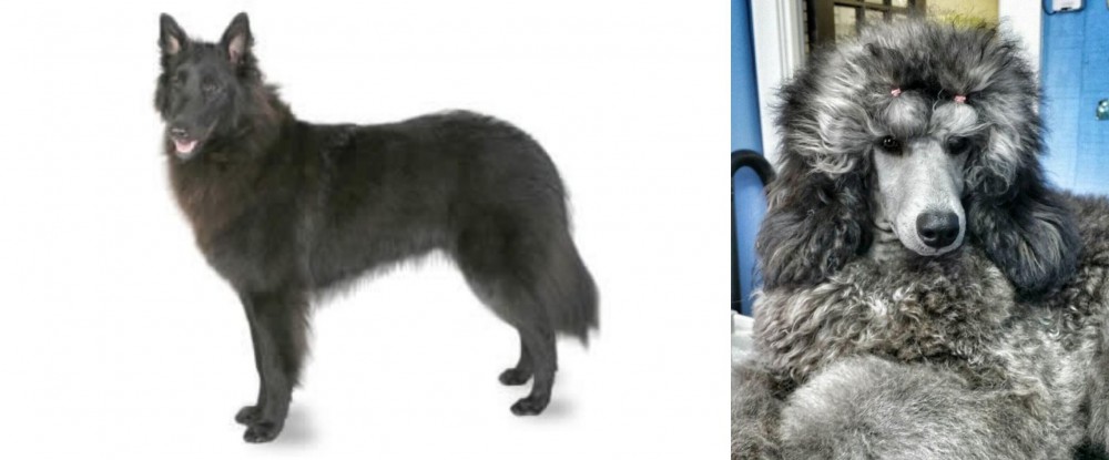 Standard Poodle vs Belgian Shepherd - Breed Comparison