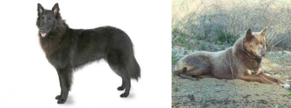 Tahltan Bear Dog vs Belgian Shepherd - Breed Comparison