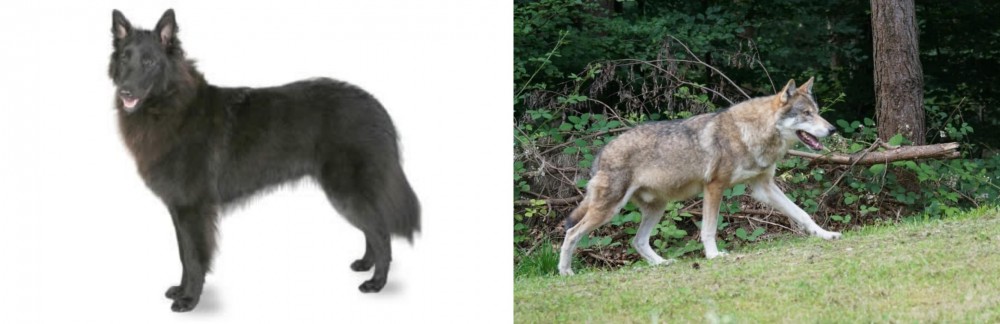 Tamaskan vs Belgian Shepherd - Breed Comparison