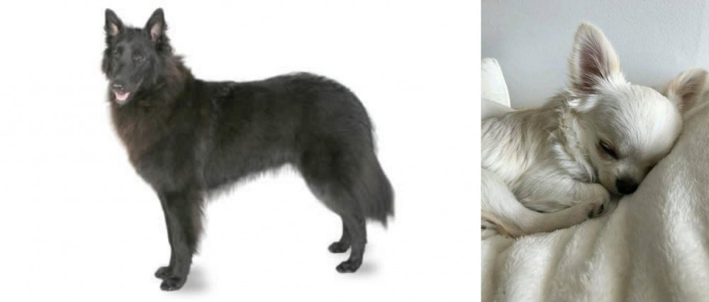 Tea Cup Chihuahua vs Belgian Shepherd - Breed Comparison