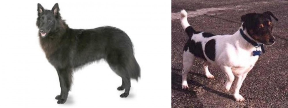 Teddy Roosevelt Terrier vs Belgian Shepherd - Breed Comparison
