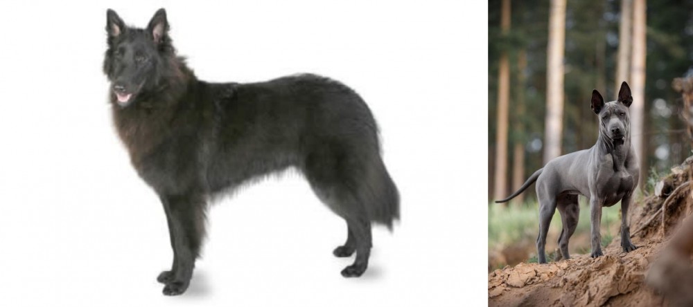 Thai Ridgeback vs Belgian Shepherd - Breed Comparison