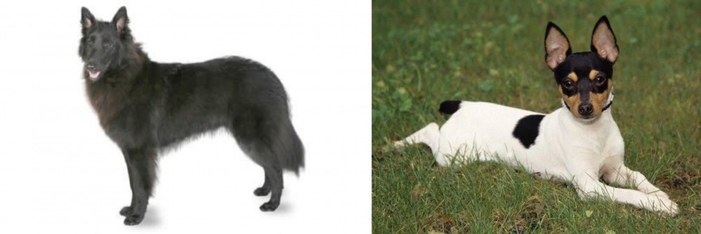 Toy Fox Terrier vs Belgian Shepherd - Breed Comparison