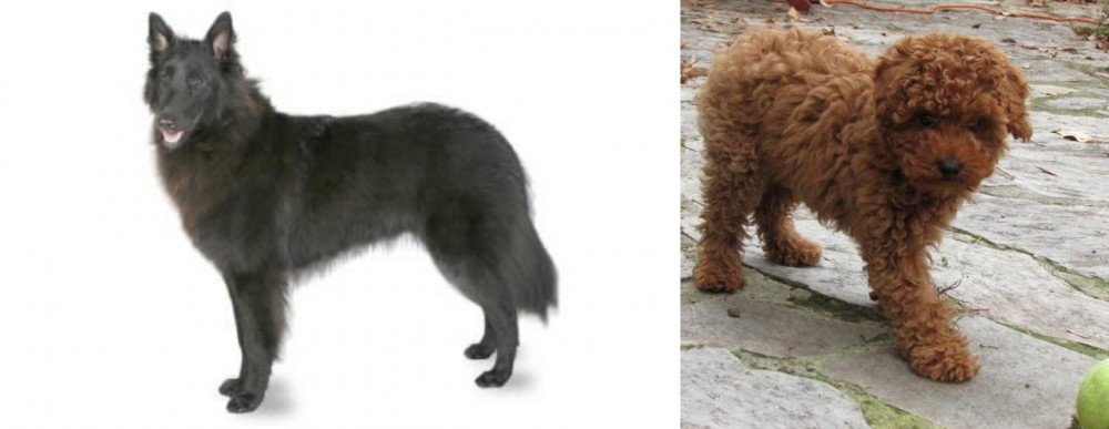Toy Poodle vs Belgian Shepherd - Breed Comparison
