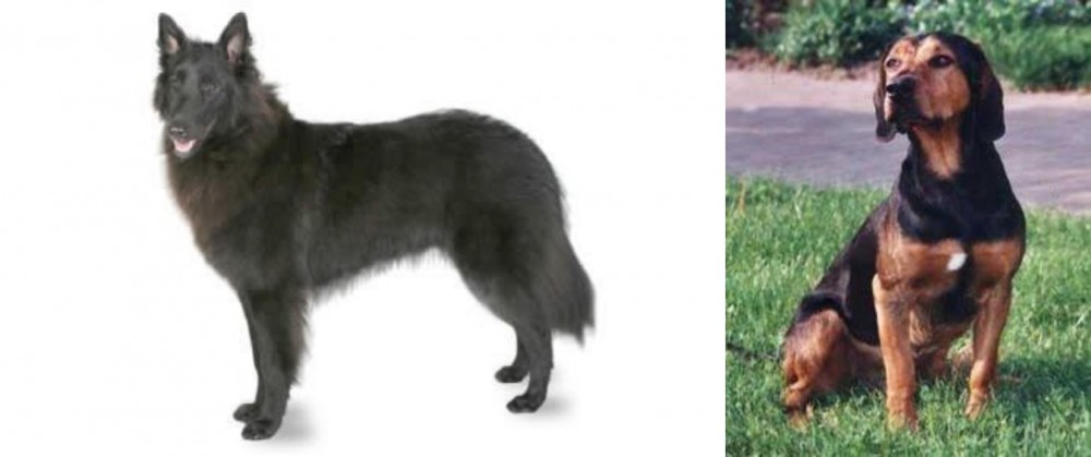Tyrolean Hound vs Belgian Shepherd - Breed Comparison
