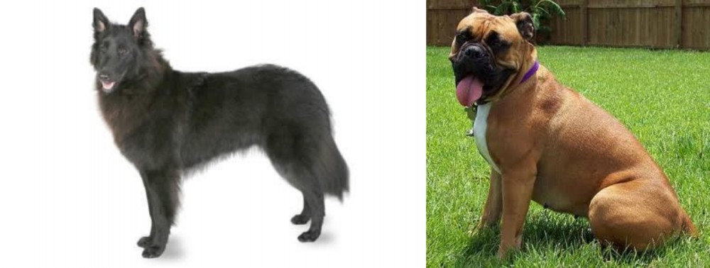Valley Bulldog vs Belgian Shepherd - Breed Comparison
