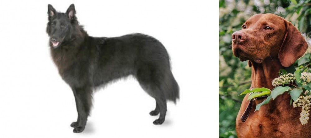 Vizsla vs Belgian Shepherd - Breed Comparison