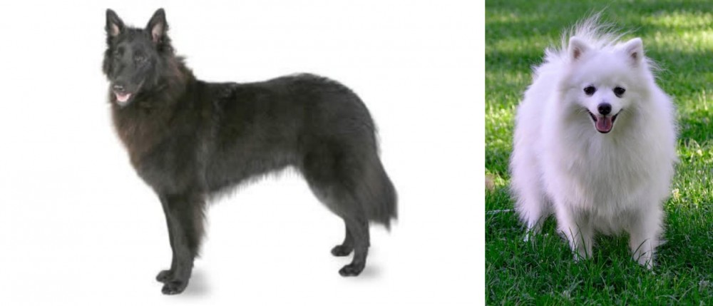 Volpino Italiano vs Belgian Shepherd - Breed Comparison