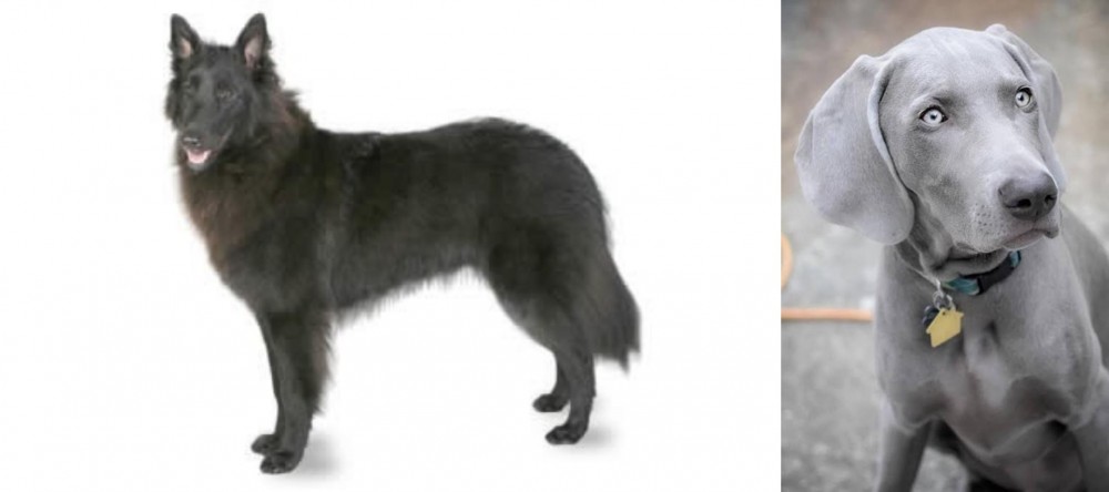 Weimaraner vs Belgian Shepherd - Breed Comparison