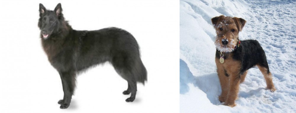 Welsh Terrier vs Belgian Shepherd - Breed Comparison